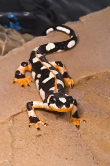 Range Prints: Luristan Newt