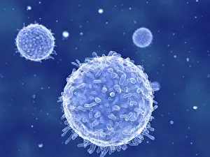 Medical Prints: Lymphocytes, artwork
