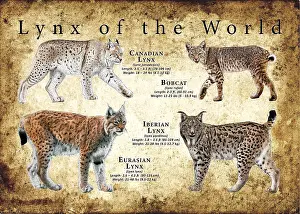 World Prints: Lynx of the World