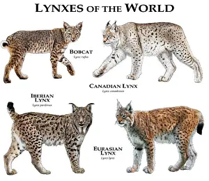 Lynx of the World