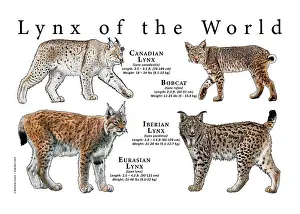 Field Prints: Lynx of the World
