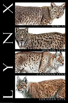 Type Prints: Lynxes, Poster