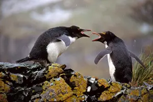 Species Prints: Macaroni Penguins Arguing