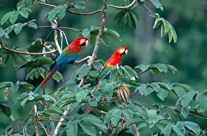 Tree Prints: Two Macaws