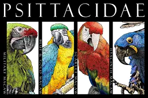 Psittacidae Prints: Macaws, Poster