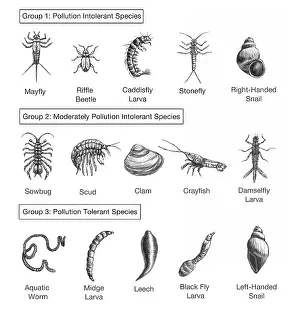 Beetle Prints: Macroinvertebrates Chart, Pollution Tolerance