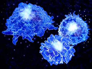 System Prints: Macrophage, T-cell, and APC
