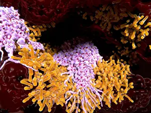 Microorganisms Prints: Macrophages engulfing tuberculosis bacillus in the lungs