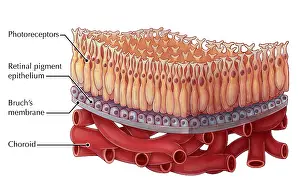 Pigment Prints: Macula of the Retina, Illustration