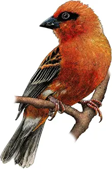 Songbird Prints: Madagascar fody