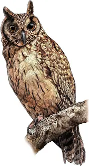 Long Prints: Madagascar long eared owl