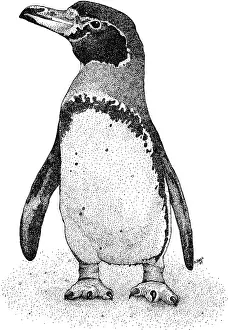 Flightless Prints: Magellanic Penguin