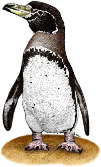 Flightless Prints: Magellanic Penguin