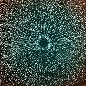 Force Prints: Magnetic Field