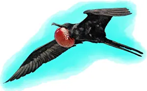 Animals Prints: Magnificent Frigatebird, Illustration