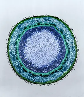 Cortex Prints: Magnolia Stem, light micrograph