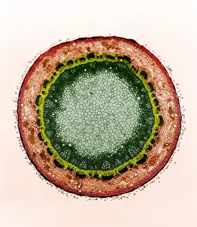 Cortex Prints: Magnolia Stem, light micrograph