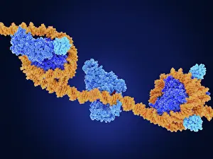 Genetics Prints: Main epigenetic modifications performed by DOT1L, DMNT1 and ubiquitin