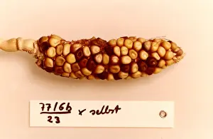Corn Prints: Maize Genetics Research by Barbara McClintock