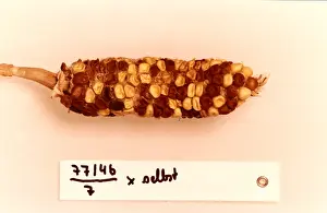 Corn Prints: Maize Genetics Research by Barbara McClintock