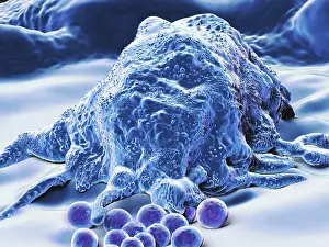 System Prints: Makrophage, artwork