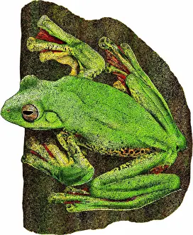 Gliding Prints: Malabar Gliding Frog