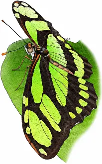 Insect Prints: Malachite Butterfly