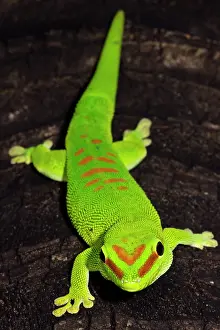 Introduced Prints: Malagasy Giant Day Gecko (Phelsuma madagascariensis)