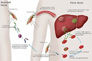 Mosquito Prints: Malaria Cycle diagram showing the liver