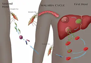 Microorganisms Prints: Malaria Cycle, Illustration