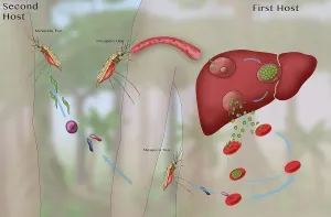 Mosquito Prints: Malaria Cycle, Mosquitoes and Liver, Illustration