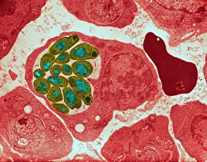 Microorganisms Prints: Malaria parasite, Plasmodium cathemerium
