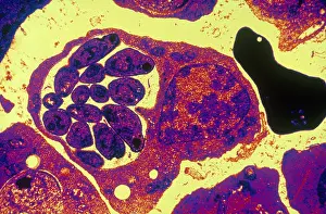 Microorganisms Prints: Malaria, Plasmodium cathemerium, TEM