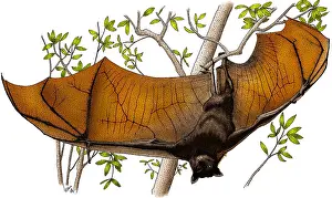 Flying Prints: Malayan Flying Fox