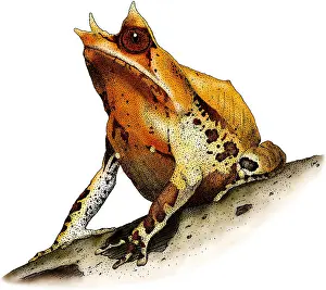 Long Prints: Malayan Horned Frog