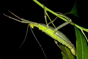Walking Prints: Malayan Jungle Nymph