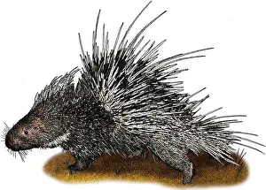 Rodentia Prints: Malayan porcupine