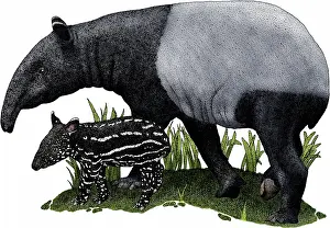Mothers Prints: Malayan tapir