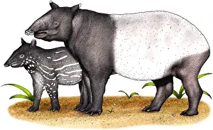 Immature Prints: Malayan Tapir