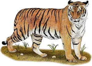 Big Cats Prints: Malayan Tiger