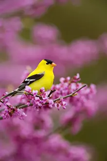 Breeding Prints: Male American Goldfinch, Breeding Plumage, Flowering Tree Branch