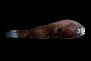 Rods Prints: Male Anglerfish