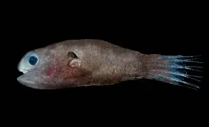 Predatory Prints: Male Anglerfish