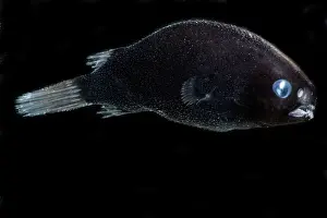 Reproductive Prints: Male Anglerfish, Himantilophidae