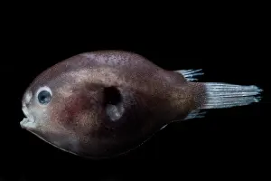 Predatory Prints: Male Anglerfish, Himantilophidae