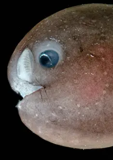 Predatory Prints: Male Anglerfish, Linophrynidae