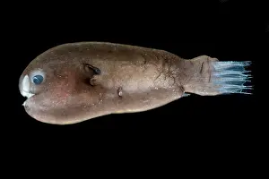 Predatory Prints: Male Anglerfish, Linophrynidae