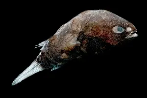 Angler Prints: Male Deep-sea Anglerfish