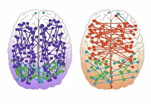 Connection Prints: Male & Female Brain Connections