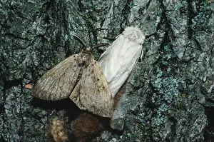 Introduced Prints: Male and Female Gypsy Moths